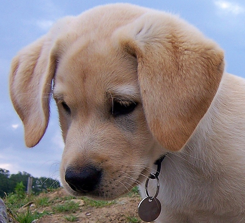 Tee Short Sleeve.  Lab Puppy